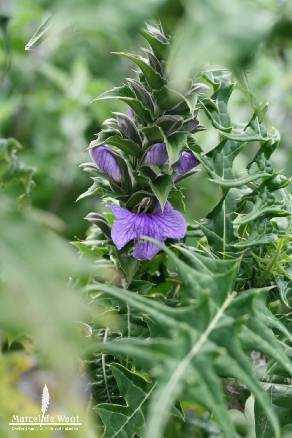 Acanthus eminens