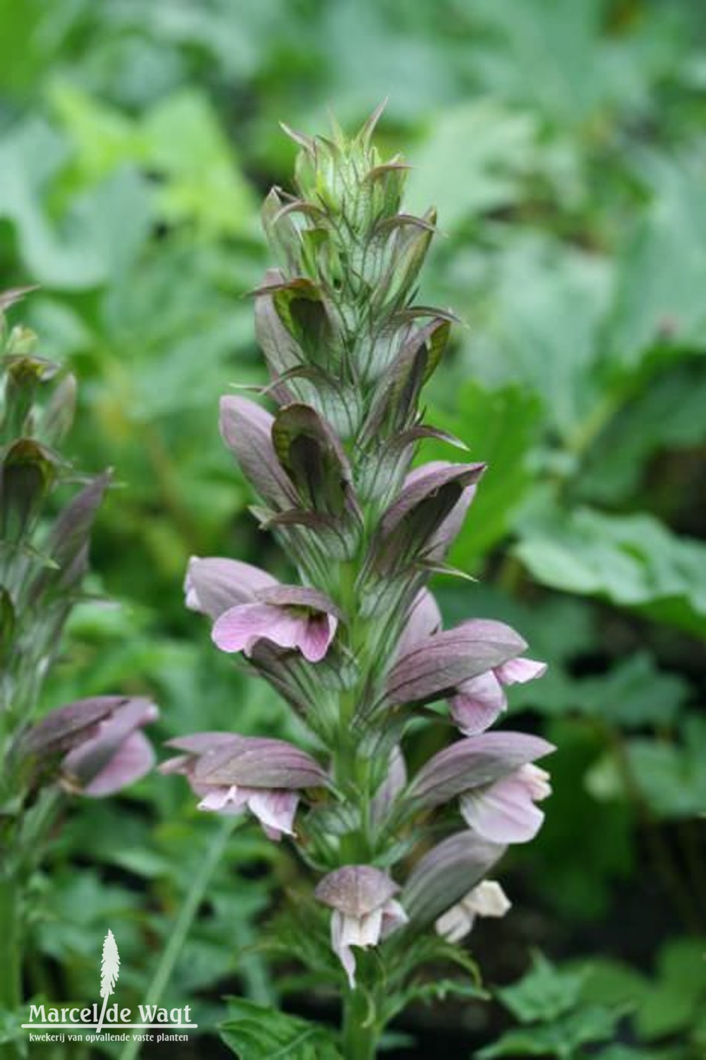 Acanthus hungaricus Alex