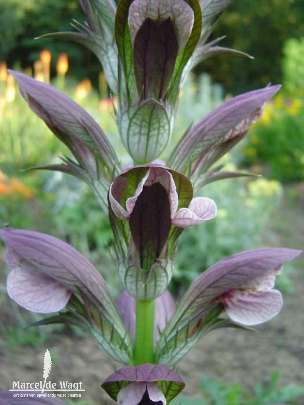 Acanthus hungaricus