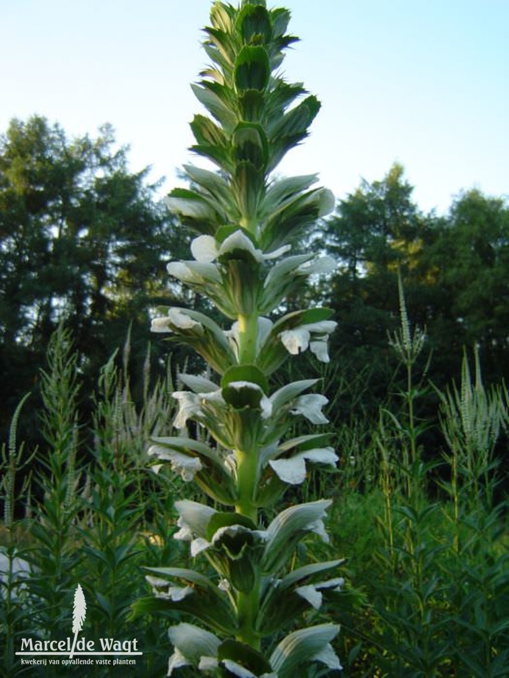 Acanthus latifolius Rue Ledan