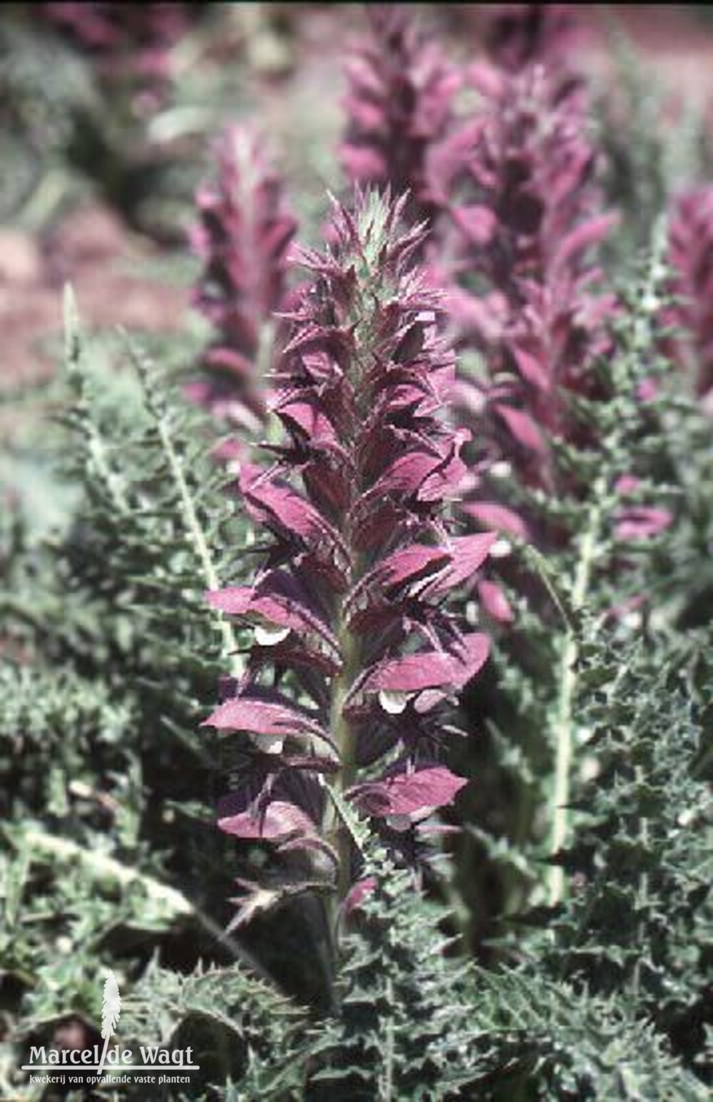 Acanthus syriacus