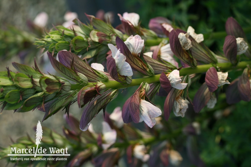 Acanthus White Lips