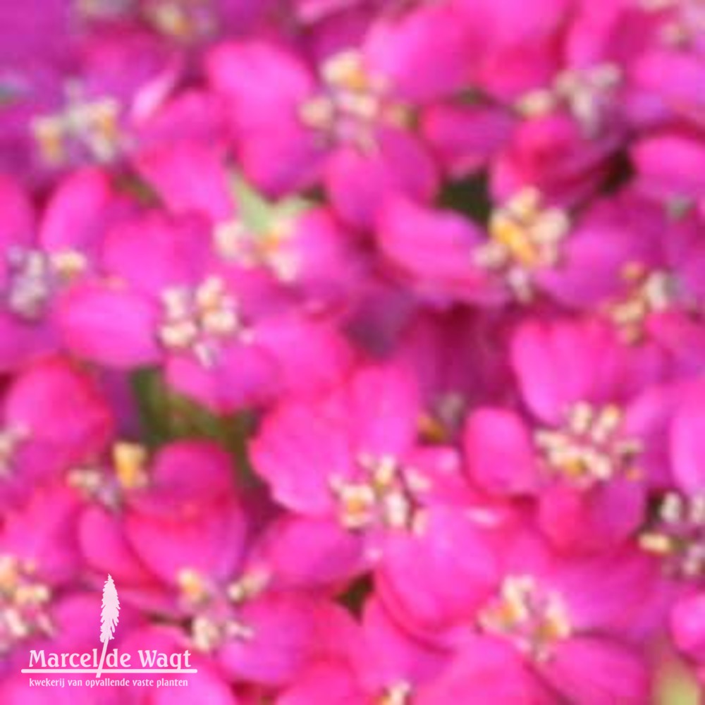 Achillea Heidi