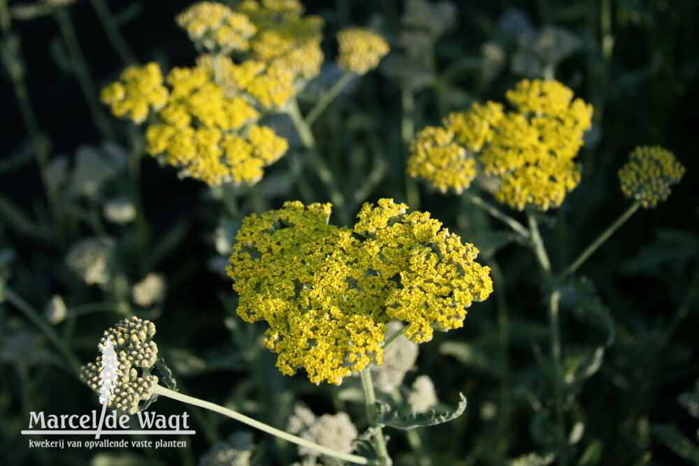 Achillea hybride Little Moonshine