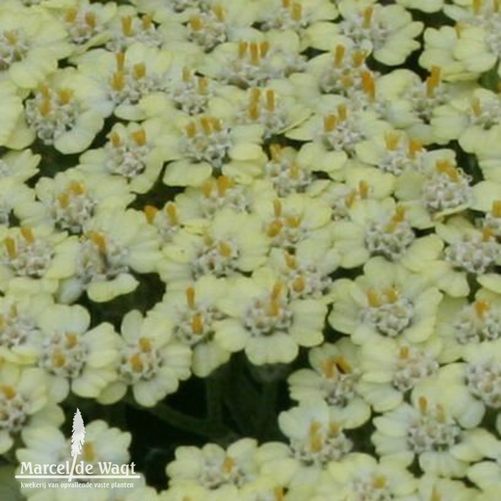 Achillea Hymne