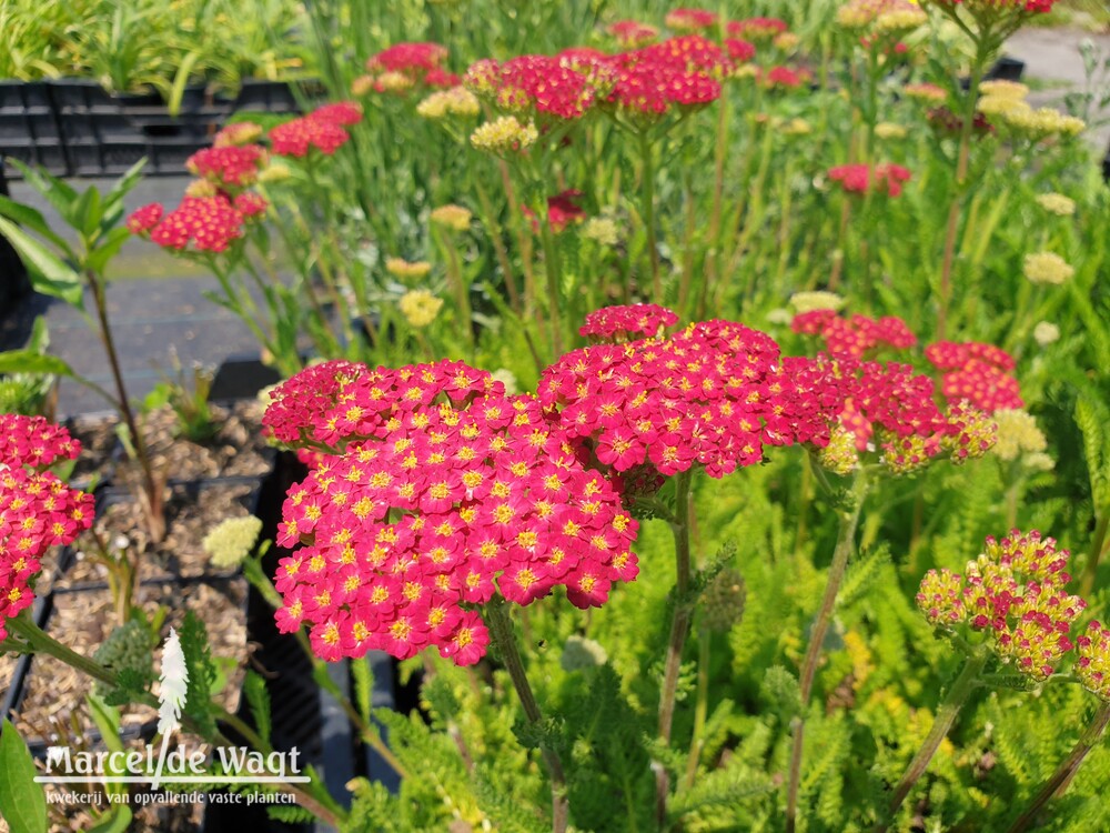 Achillea mil. Desert Eve Red