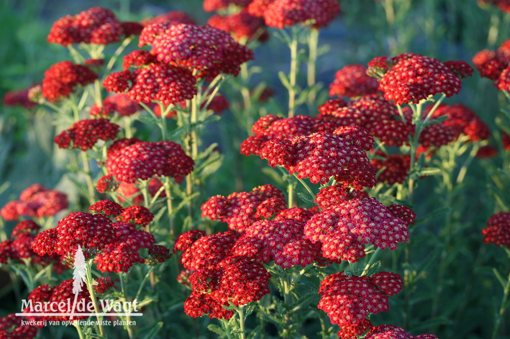 Achillea mil. Red Velvet