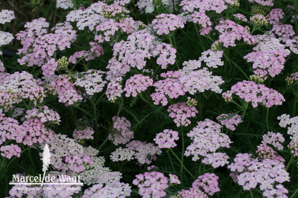 Achillea mil. Wonderful Wampee