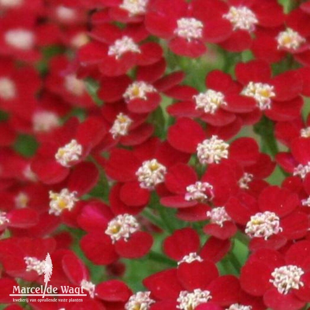 Achillea Petra