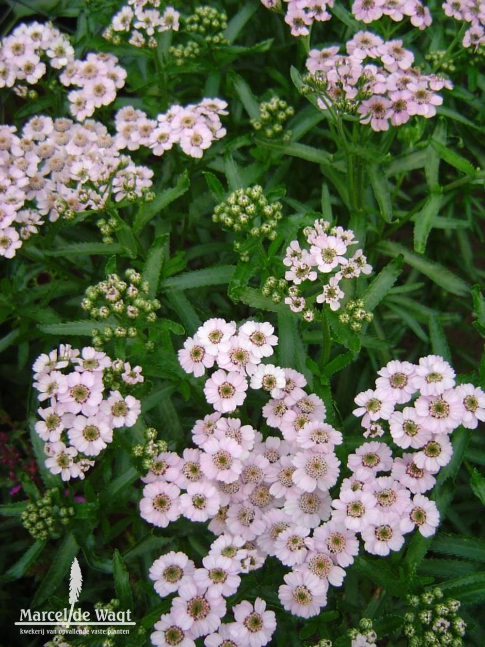 Achillea siberica Love Parade