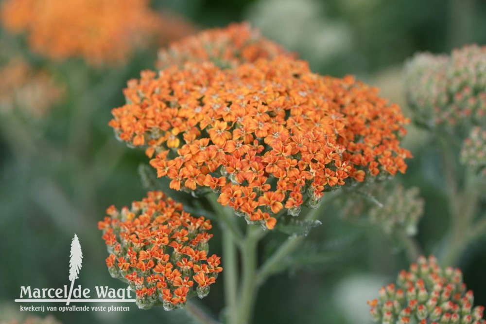 Achillea Terracotta