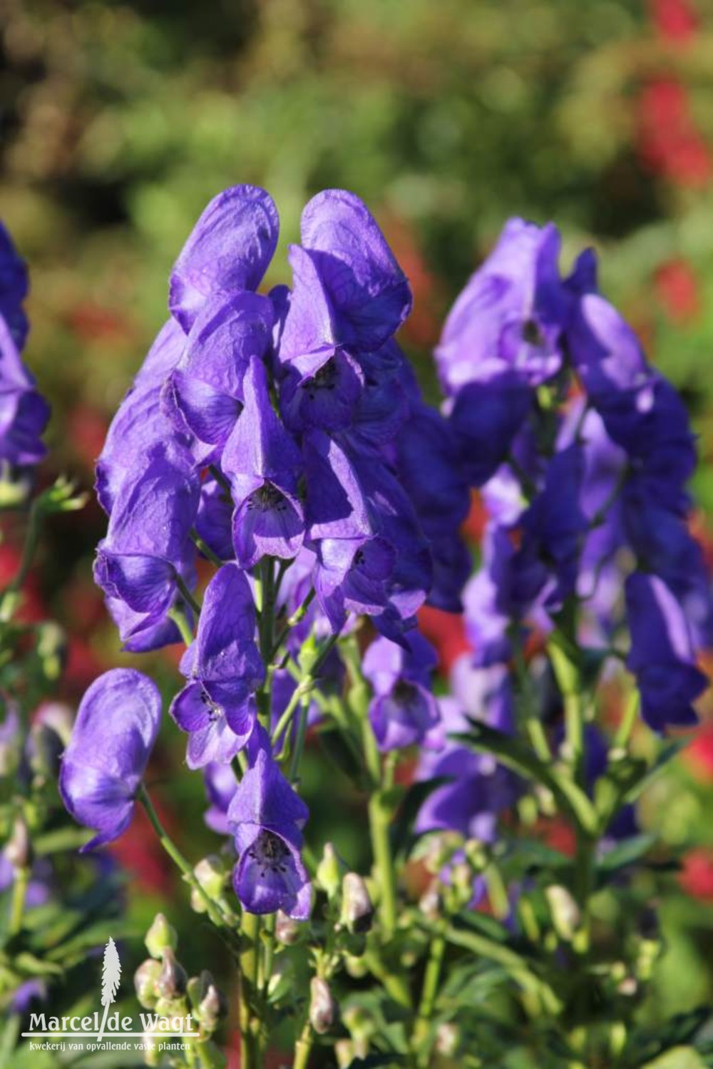 Aconitum carmichaelii Arendsii