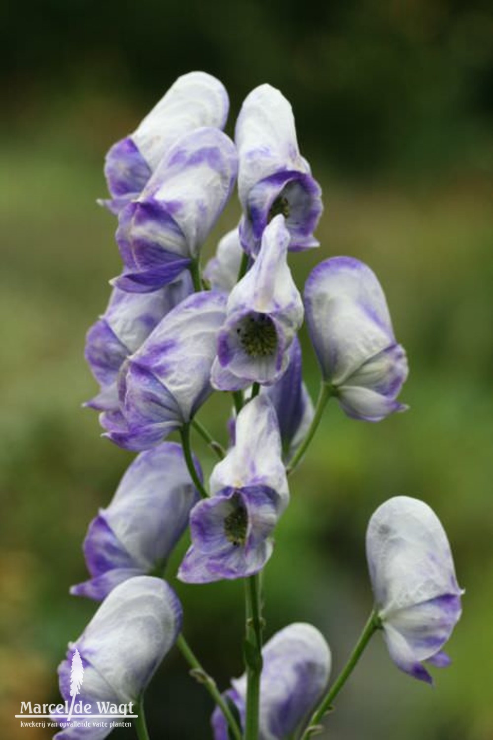 Aconitum carmichaelii Cloudy