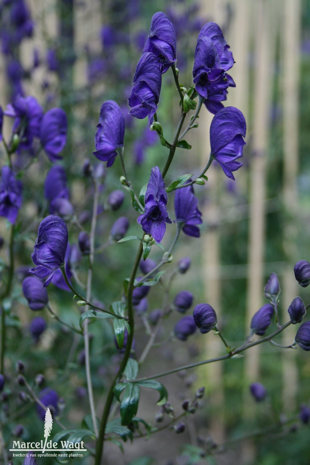 Aconitum henryi Sparks Variety