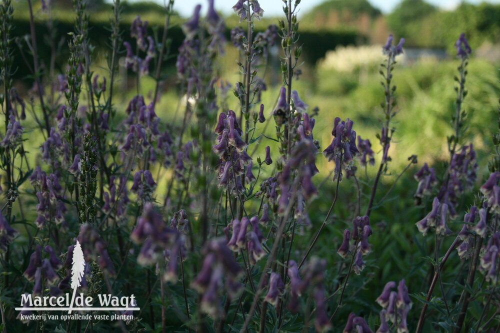 Aconitum Purple Sparrow