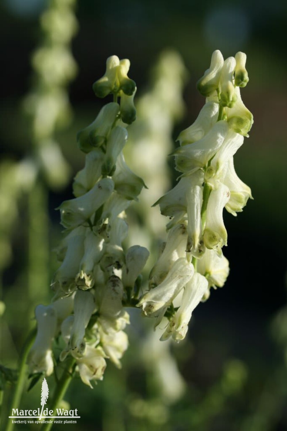 Aconitum septentrionale Ivorine