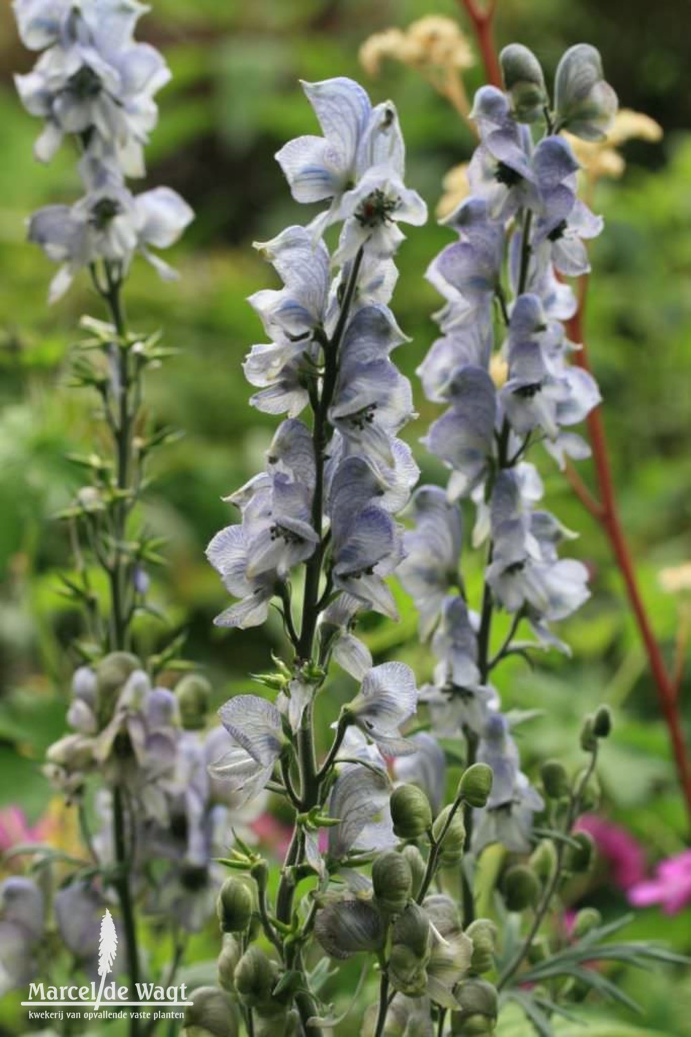 Aconitum Stainless Steel