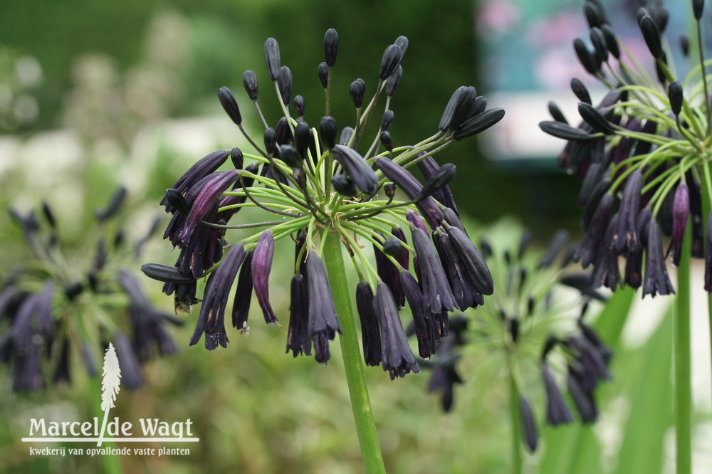 Agapanthus Black Magic