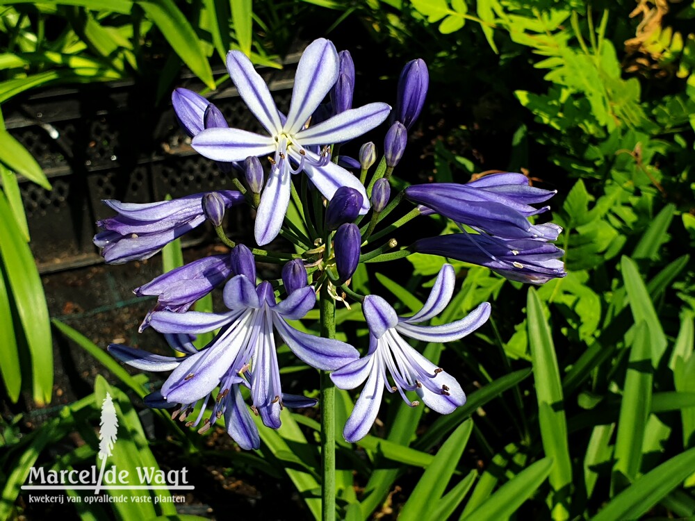 Agapanthus Charlotte