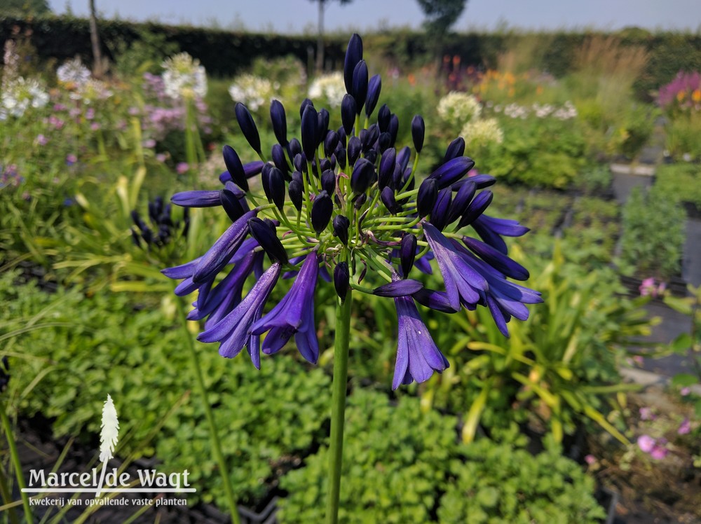 Agapanthus Midnight Dream