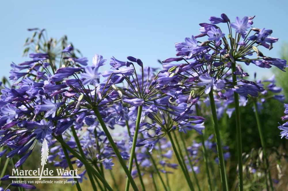 Agapanthus Monique