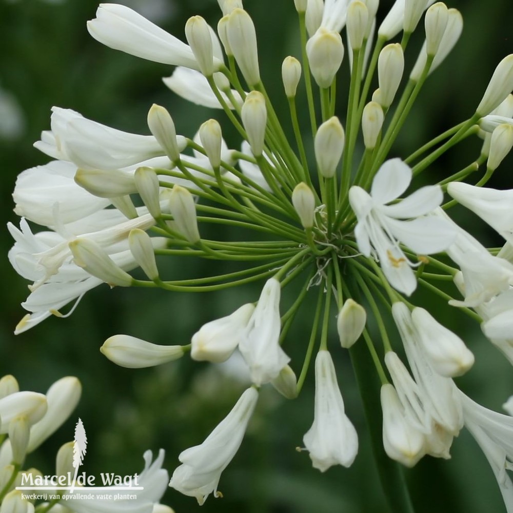 Agapanthus Polar Ice