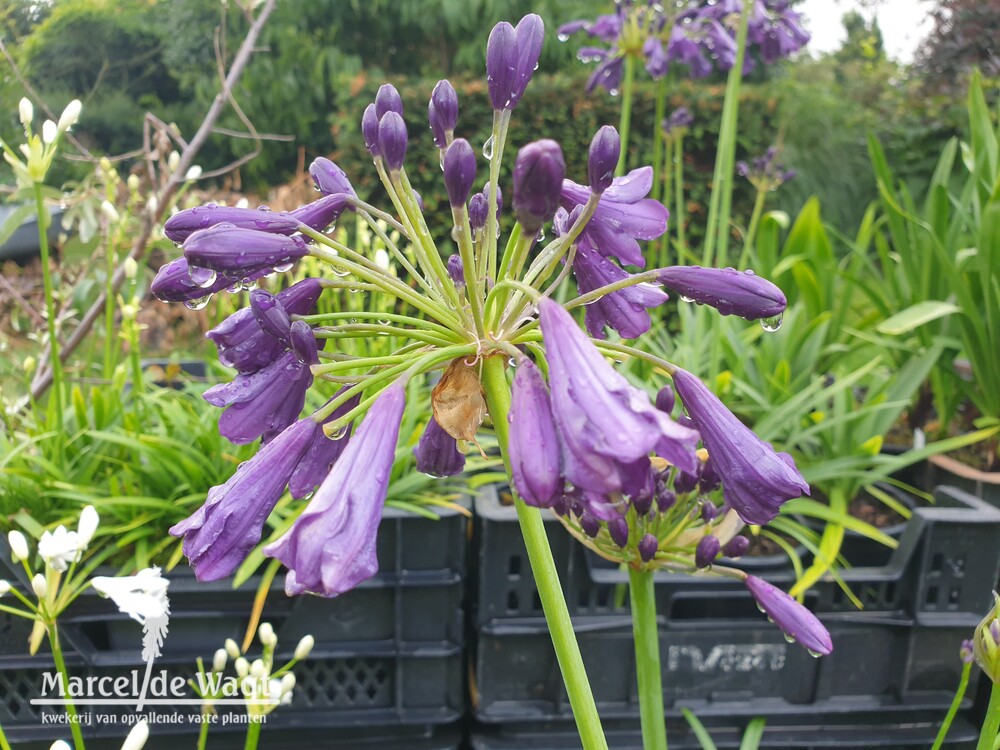 Agapanthus Poppin Purple