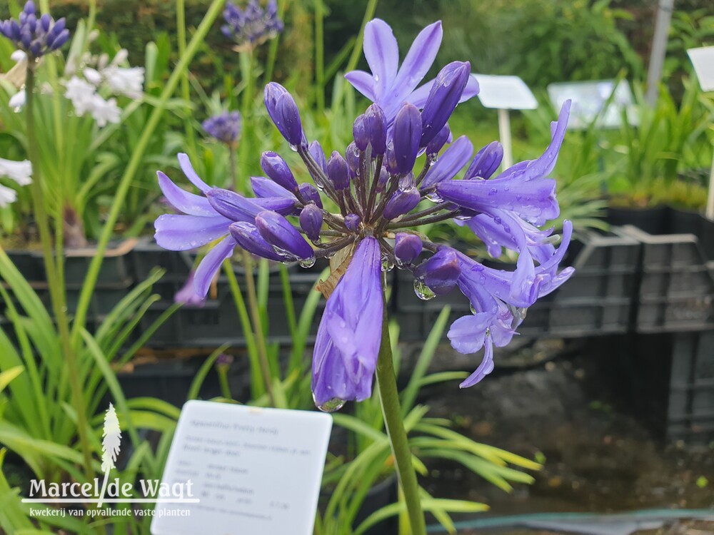 Agapanthus Pretty Heidy