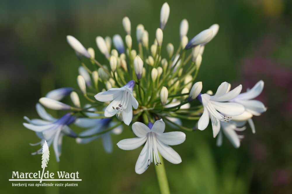 Agapanthus Queen Mum