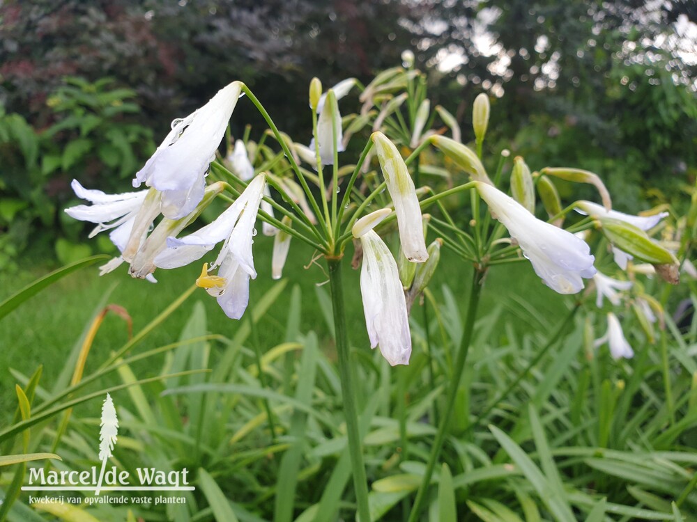 Agapanthus Silver Baby