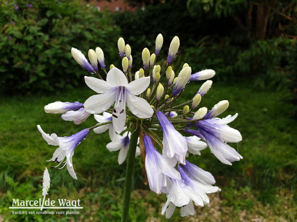 Agapanthus Twister