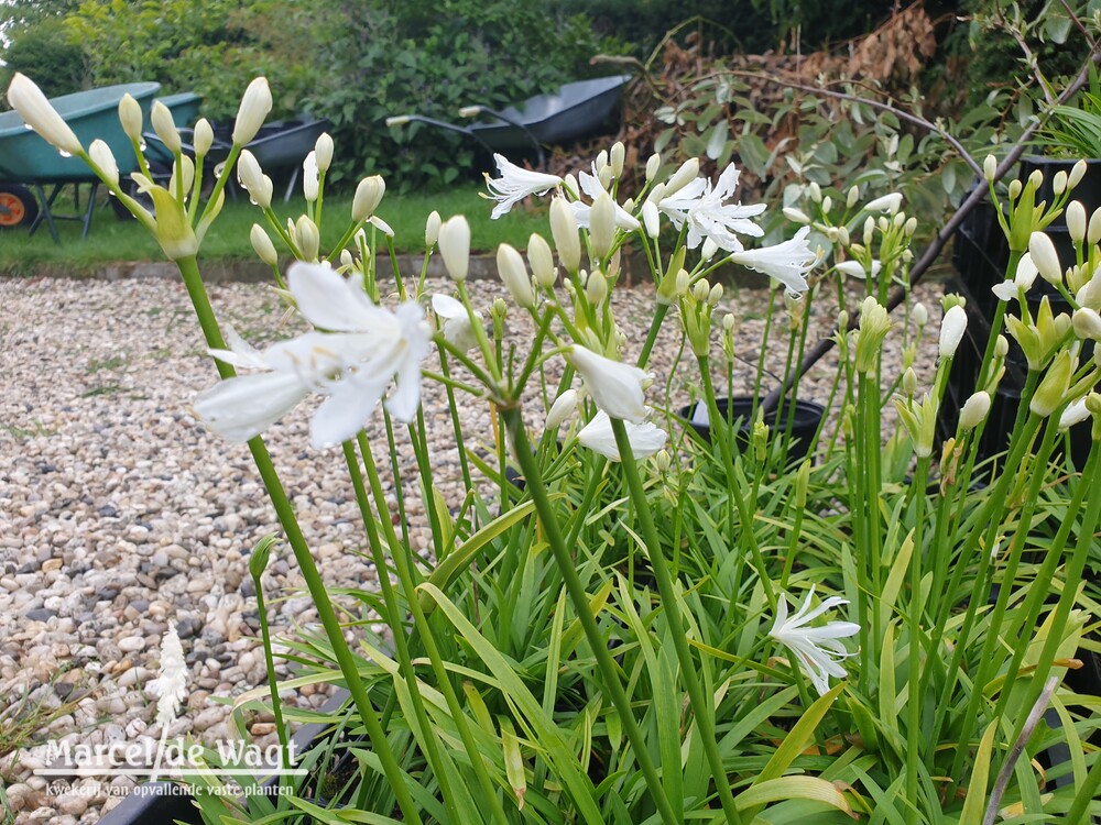 Agapanthus White Baby