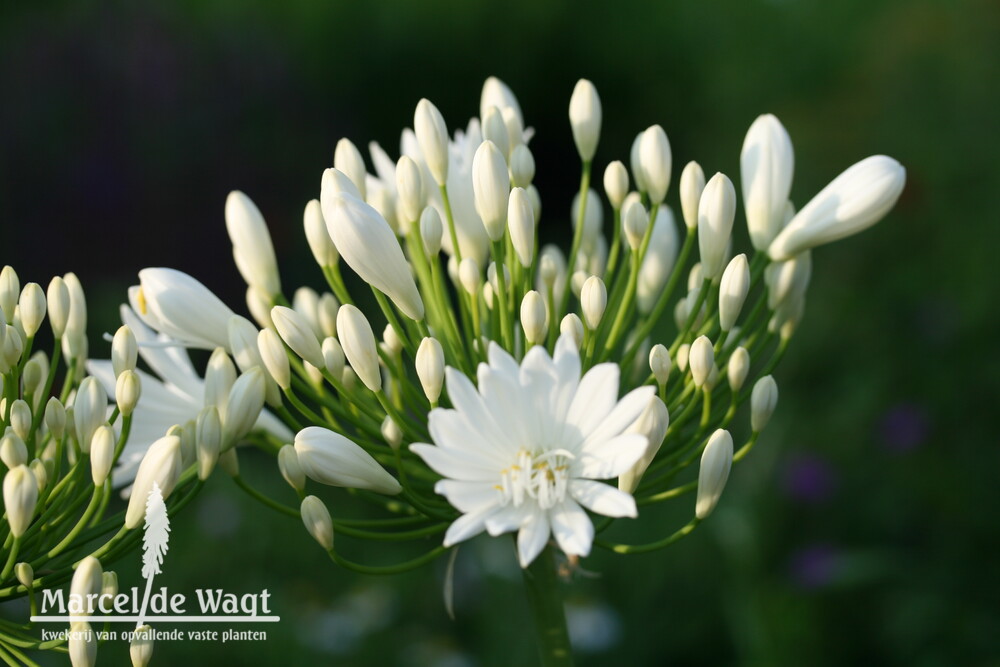 Agapanthus White Heaven