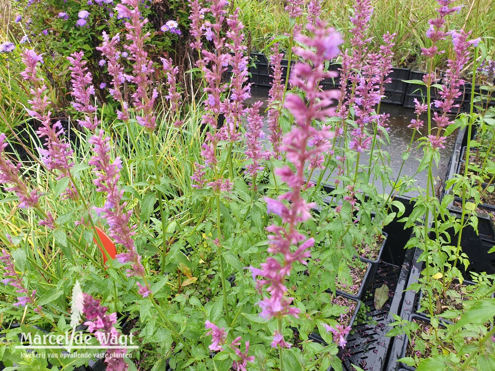 Agastache Ayala