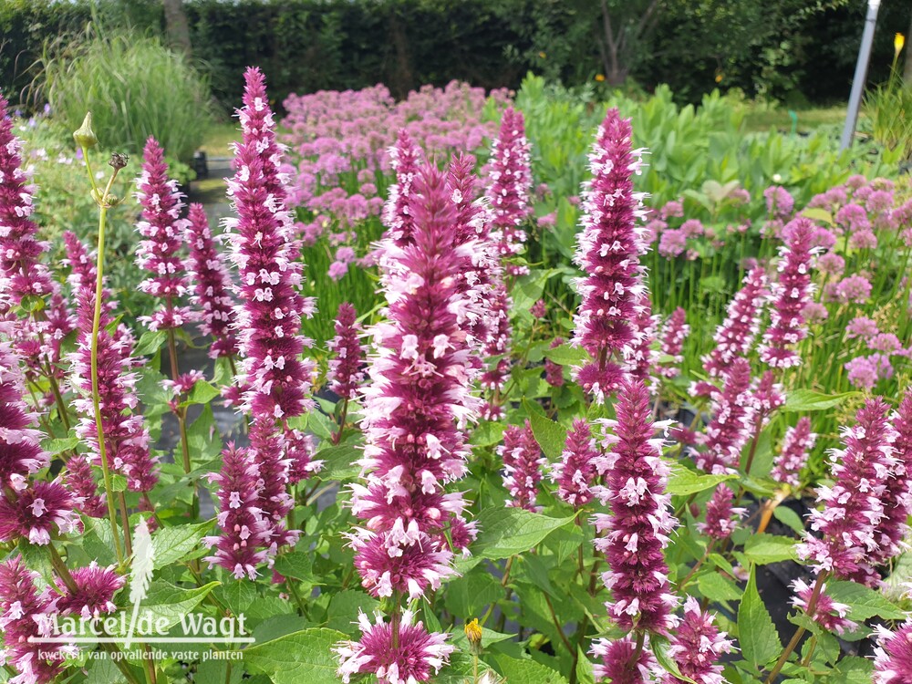 Agastache Beelicious Pink