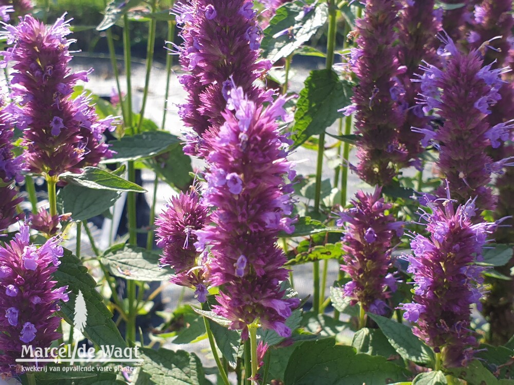 Agastache Beelicious Purple