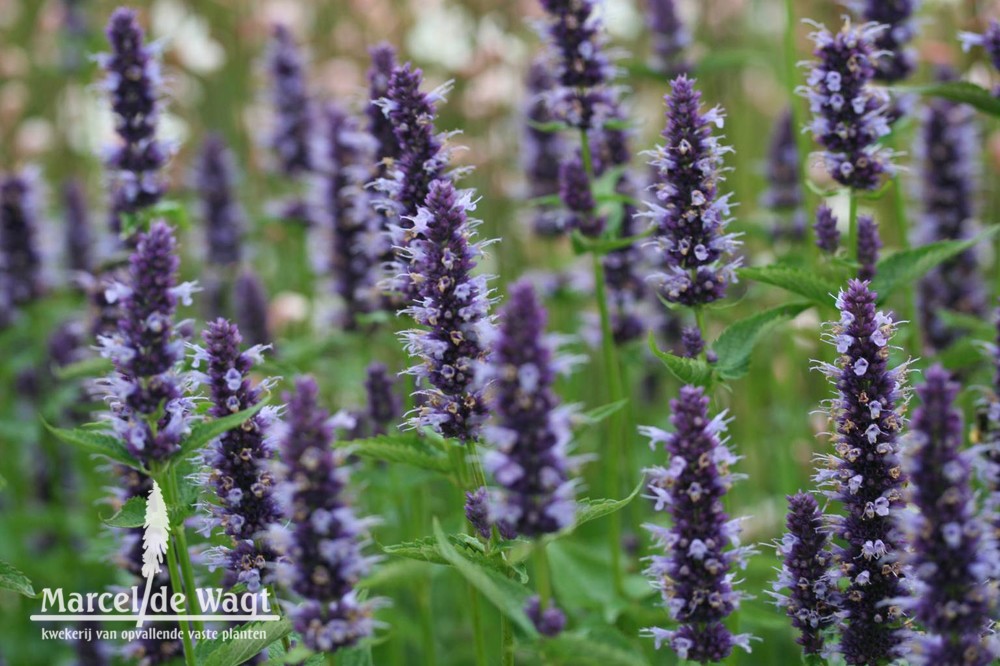 Agastache Blackadder