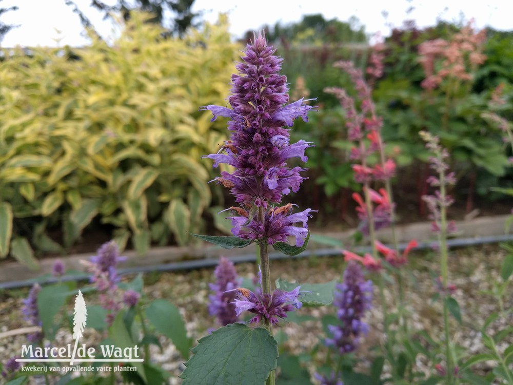 Agastache Blue Boa