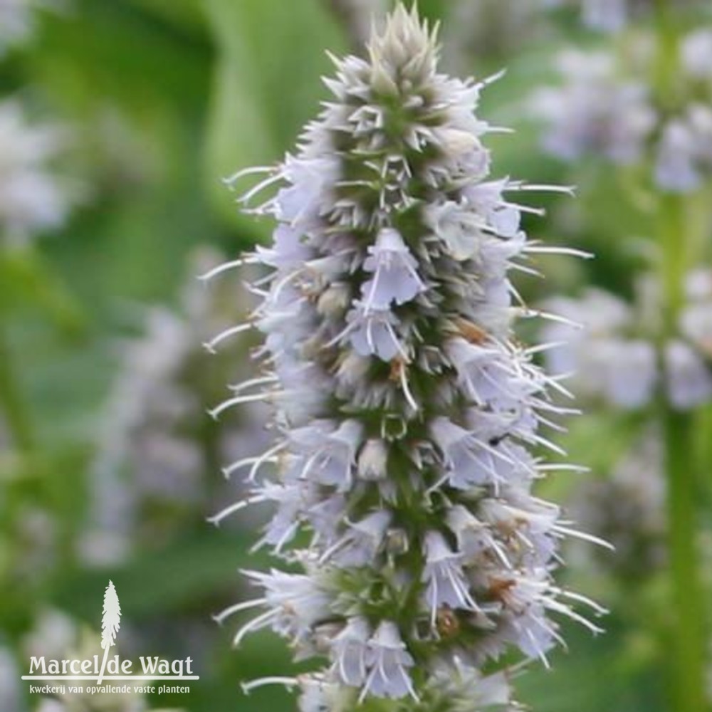 Agastache Blue Fortune