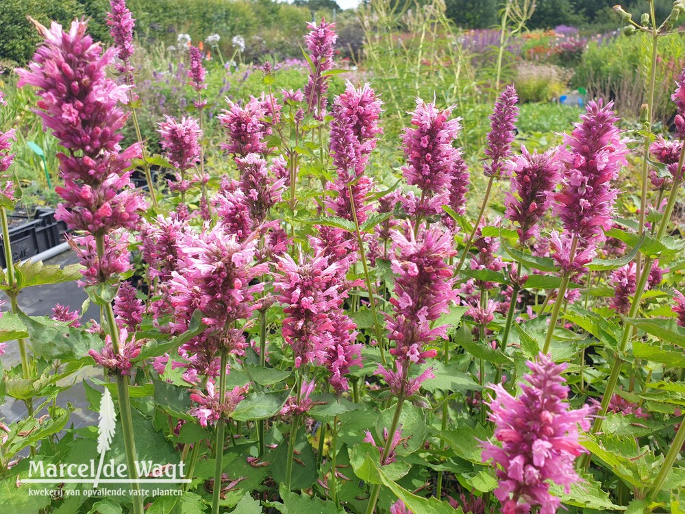 Agastache Danish Delight