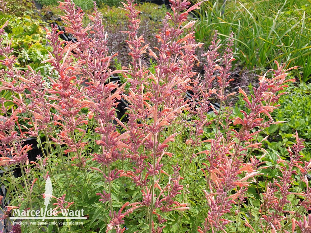 Agastache Fleur