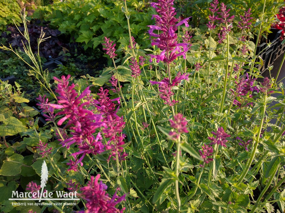 Agastache Heatwave