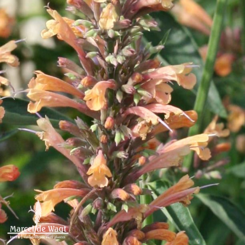 Agastache Kolibri