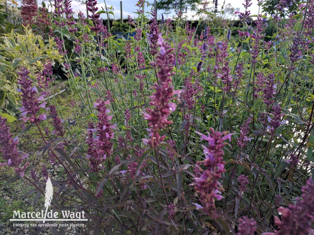 Agastache Linda