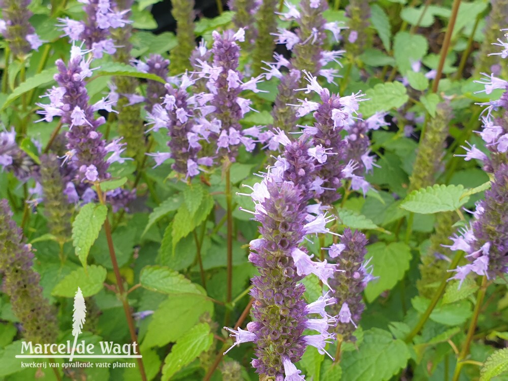 Agastache Little Adder