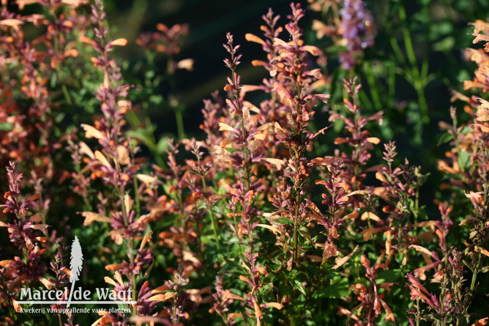 Agastache Mango Tango