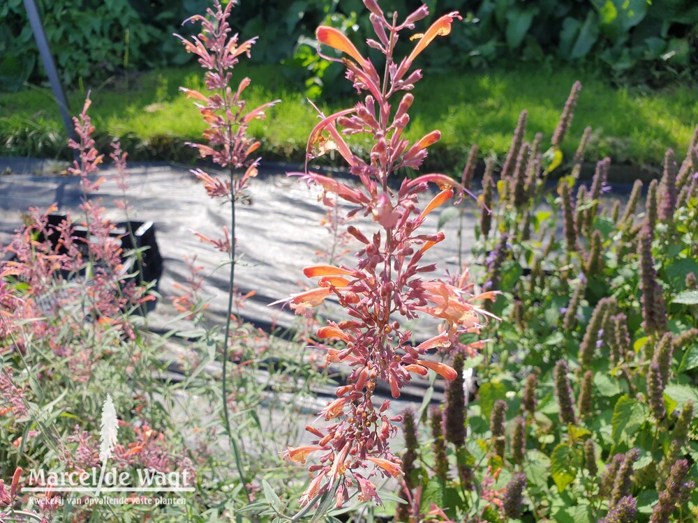 Agastache Pink Sunrise