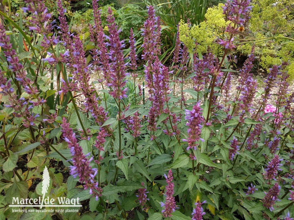 Agastache Purple Haze