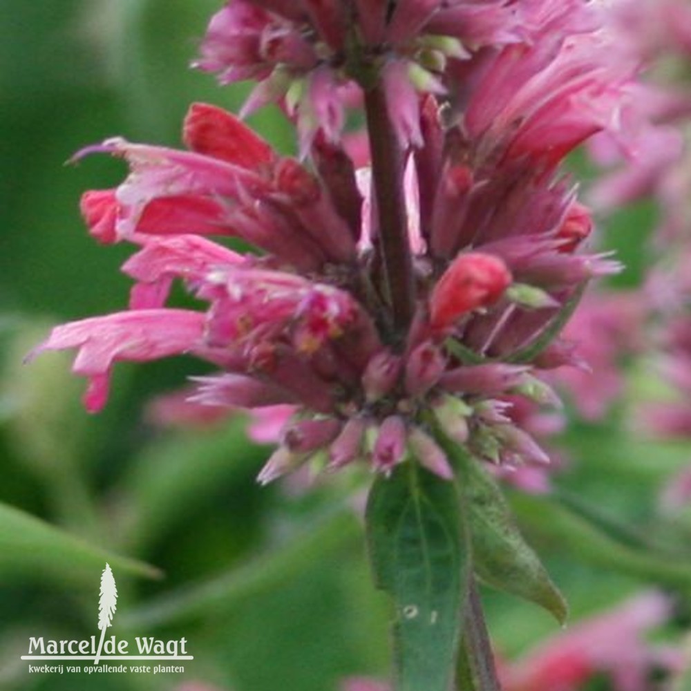 Agastache Red Fortune