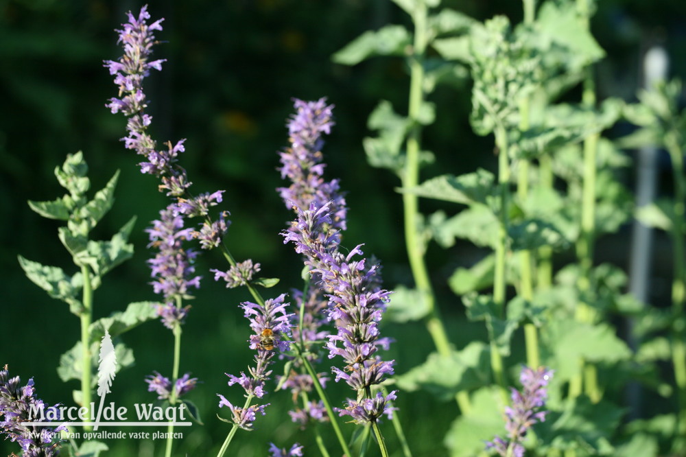 Agastache Serpentine